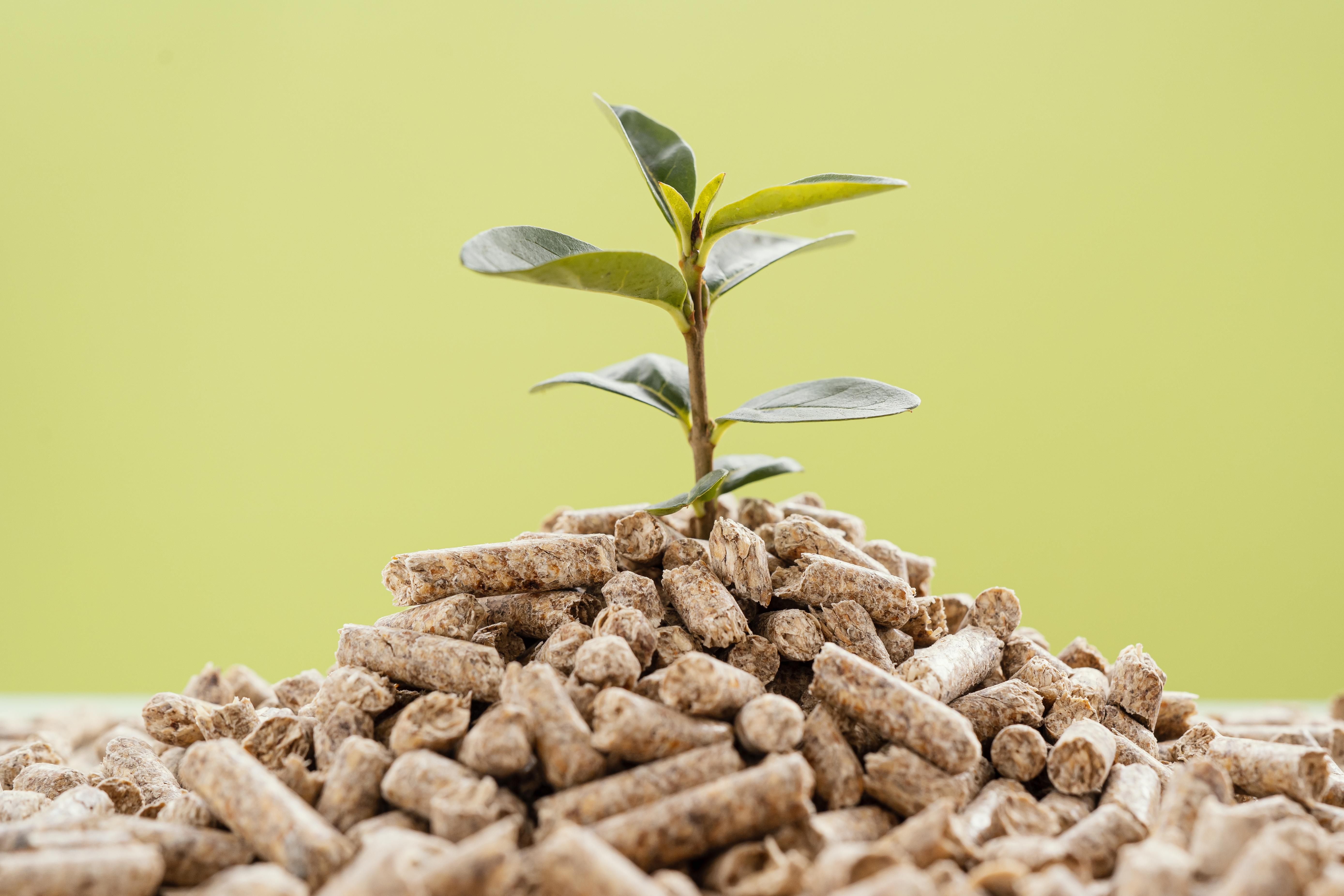 Plant growing from fertilizer pellets